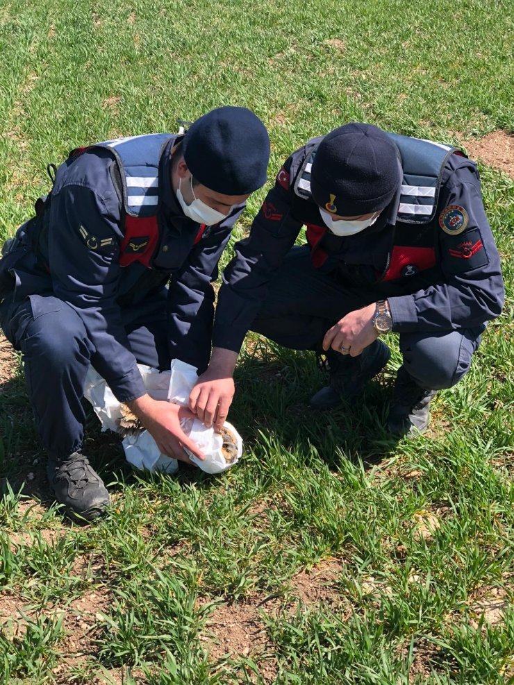 Jandarmanın yaralı halde bulduğu ’Kulaklı Orman Baykuşu’ koruma altına alındı