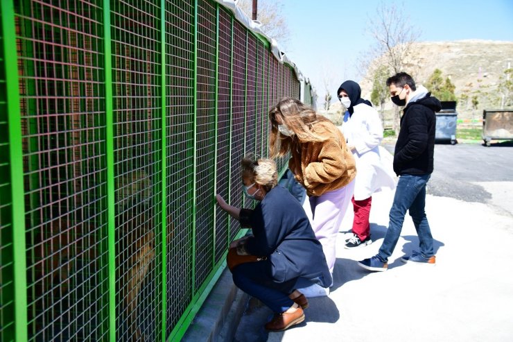 Mamak Belediyesinden sokak hayvanları için örnek bir çalışma daha