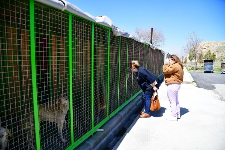 Mamak Belediyesinden sokak hayvanları için örnek bir çalışma daha