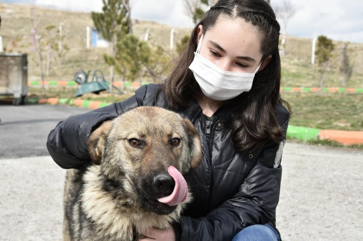 Mamak Belediyesinden sokak hayvanları için örnek bir çalışma daha