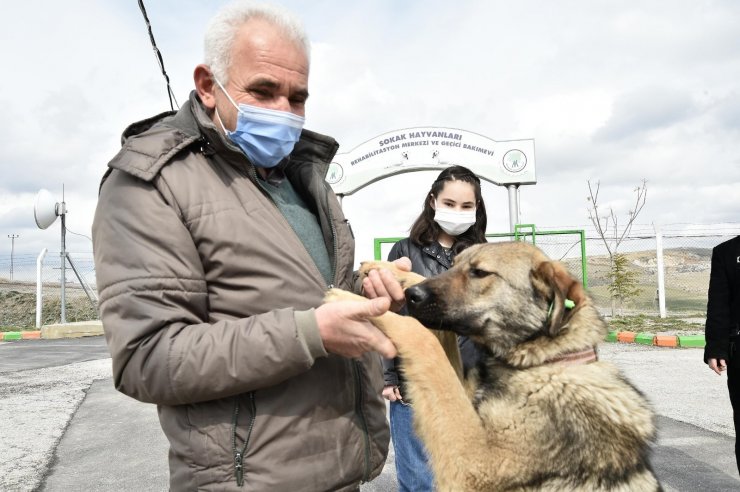 Mamak Belediyesinden sokak hayvanları için örnek bir çalışma daha