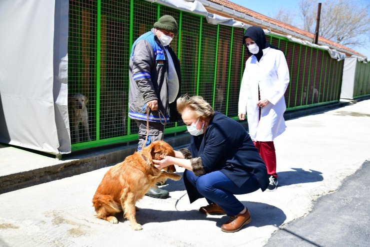 Mamak Belediyesinden sokak hayvanları için örnek bir çalışma daha