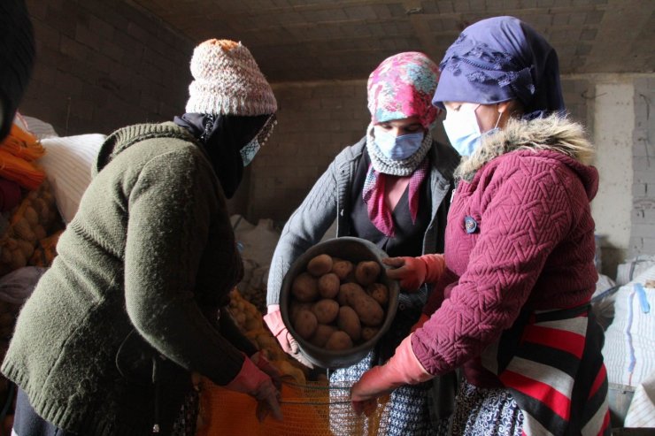 TMO, Nevşehir’de patates alımlarına başladı