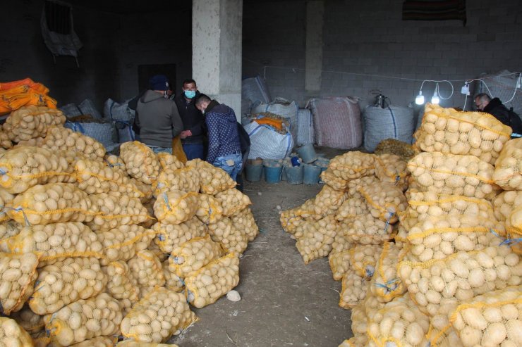 TMO, Nevşehir’de patates alımlarına başladı