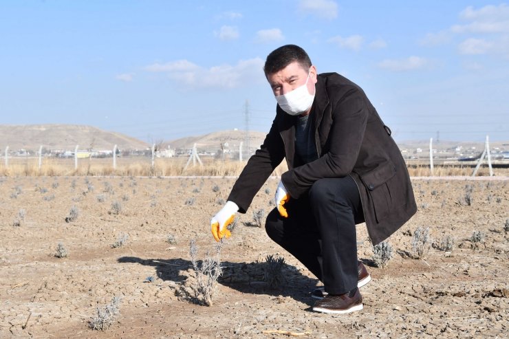 Başkan Dinçer: “Şehrimize yeni bir doğal yaşam alanı kazandırıyoruz”