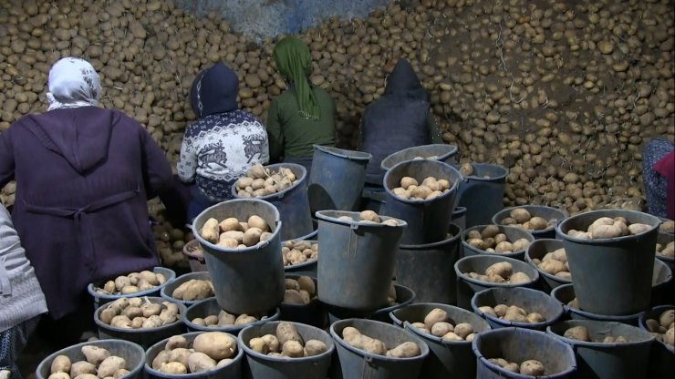 Toprak Mahsulleri Ofisi, patates alımını sürdürüyor, çiftçiler durumdan memnun