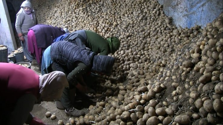 Toprak Mahsulleri Ofisi, patates alımını sürdürüyor, çiftçiler durumdan memnun