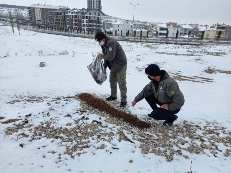 Karaman’da sokak hayvanlarına yem bırakıldı