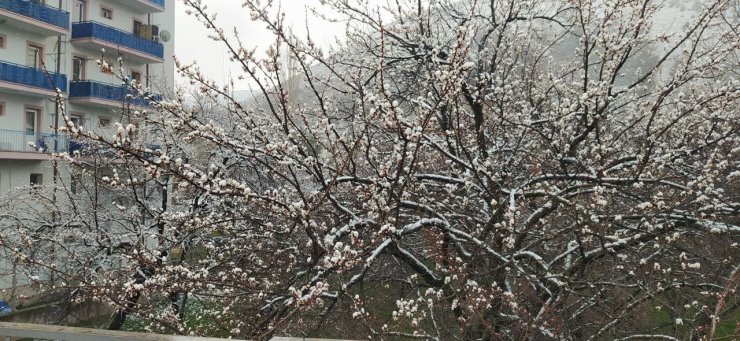 Çiçek açan kayısı ağaçları beyaza büründü, çiftçiyi telaş sardı