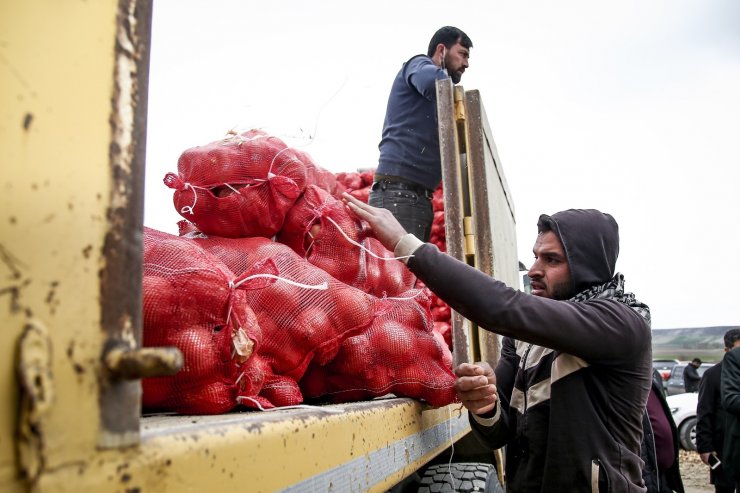 TMO, çiftçinin elinde kalan patates ve kuru soğanı maliyet fiyatına satın almaya başladı