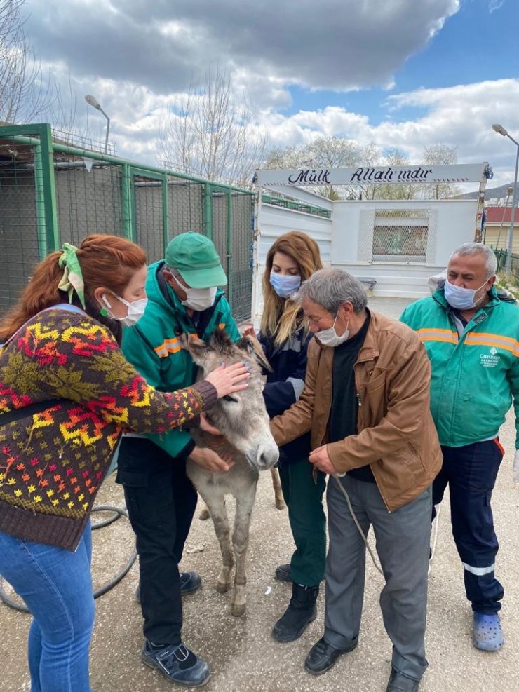 1 yıldır Çankaya’da misafir olan ’Pekmez’ artık Çankırı’da yaşayacak