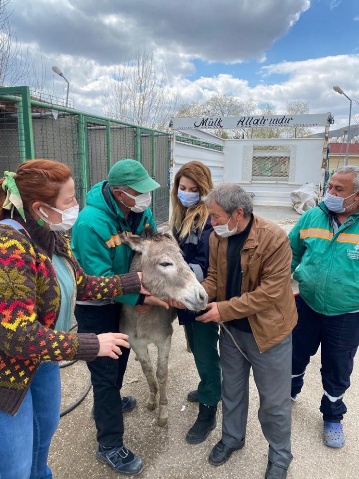 1 yıldır Çankaya’da misafir olan ’Pekmez’ artık Çankırı’da yaşayacak