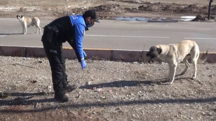 Aksaray’da hayvan koruma polisleri sokak hayvanlarının tüm ihtiyaçları karşılıyor