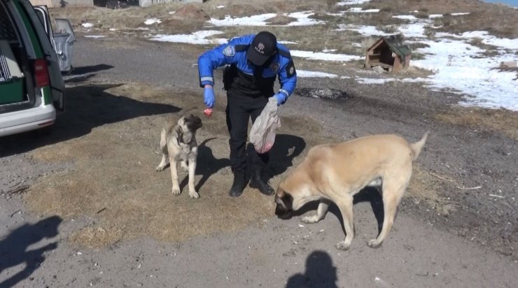 Aksaray’da hayvan koruma polisleri sokak hayvanlarının tüm ihtiyaçları karşılıyor