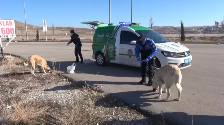 Aksaray’da hayvan koruma polisleri sokak hayvanlarının tüm ihtiyaçları karşılıyor