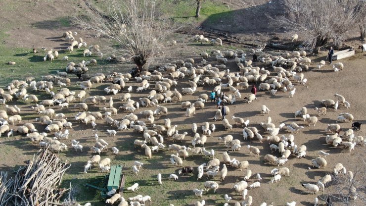 Kuzuların yüzlerce koyun arasında annelerini bulduğu anlar renkli görüntüler oluşturdu