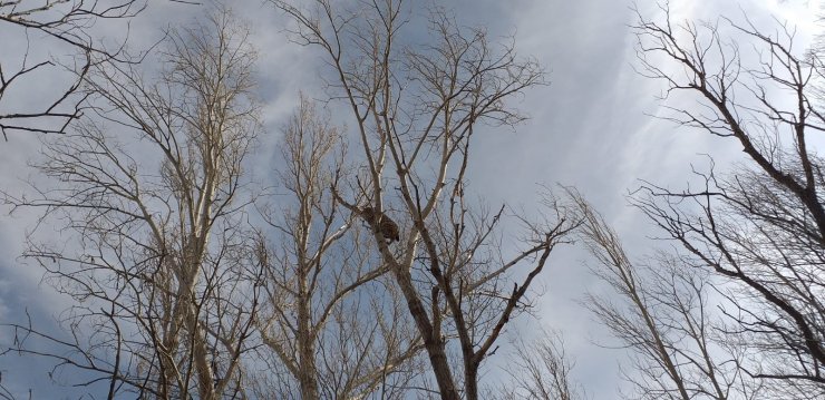 Köpeklerde korkan vaşak ağaca tırmandı