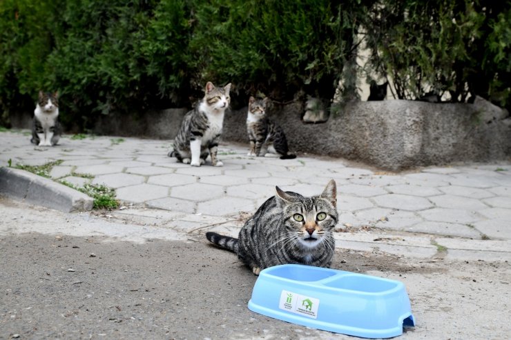 Sokaktaki canlar unutulmuyor