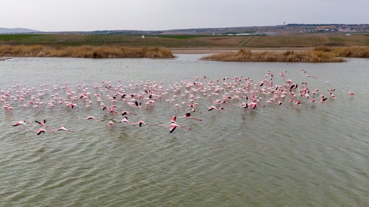 Ankara’nın renkli misafirleri: Flamingolar