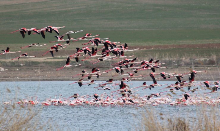 Ankara’nın renkli misafirleri: Flamingolar