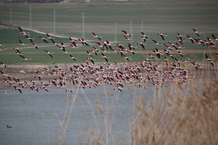 Ankara’nın renkli misafirleri: Flamingolar