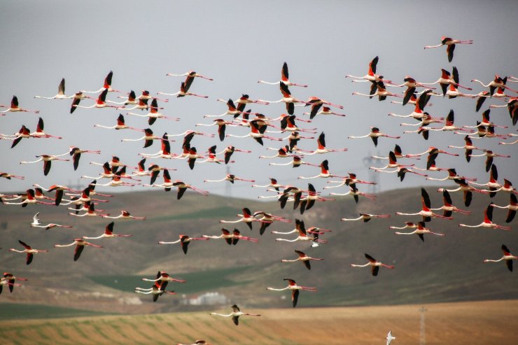 Ankara’nın renkli misafirleri: Flamingolar