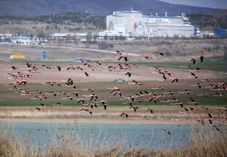 Ankara’nın renkli misafirleri: Flamingolar