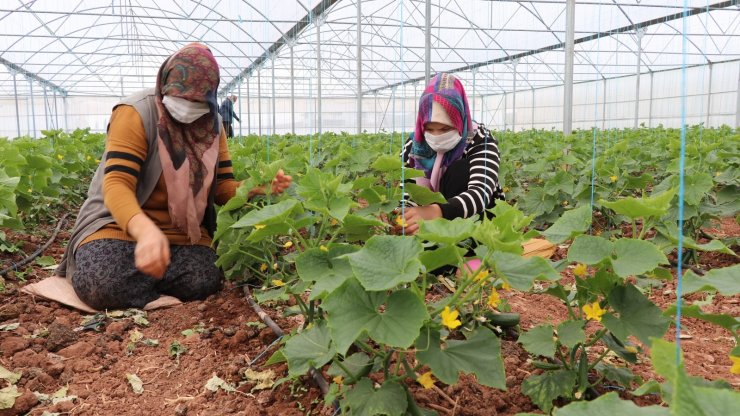 İç Anadolu’nun Çukurova’sında devlet desteğiyle üretim artarak sürüyor