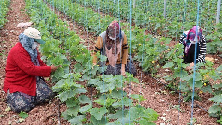 İç Anadolu’nun Çukurova’sında devlet desteğiyle üretim artarak sürüyor