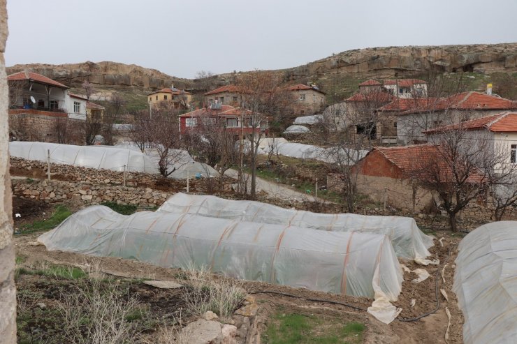 İç Anadolu’nun Çukurova’sında devlet desteğiyle üretim artarak sürüyor