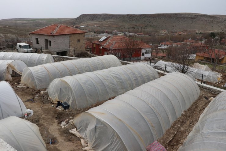 İç Anadolu’nun Çukurova’sında devlet desteğiyle üretim artarak sürüyor