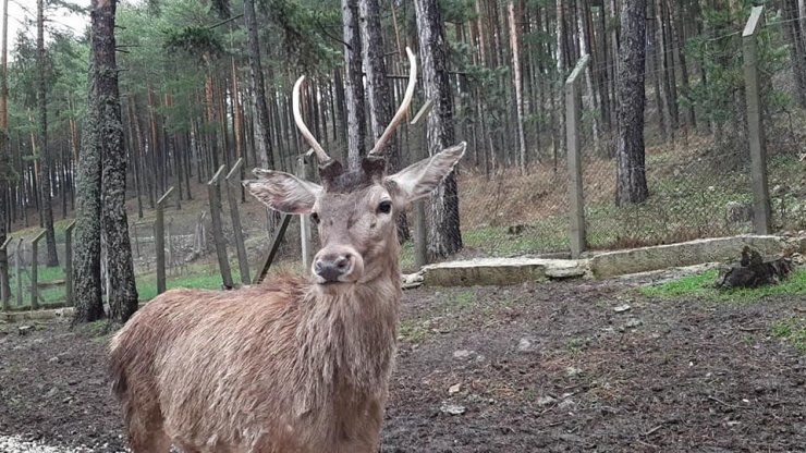 Eskişehir’den Kahramanmaraş’a 5 kızıl geyik gönderildi