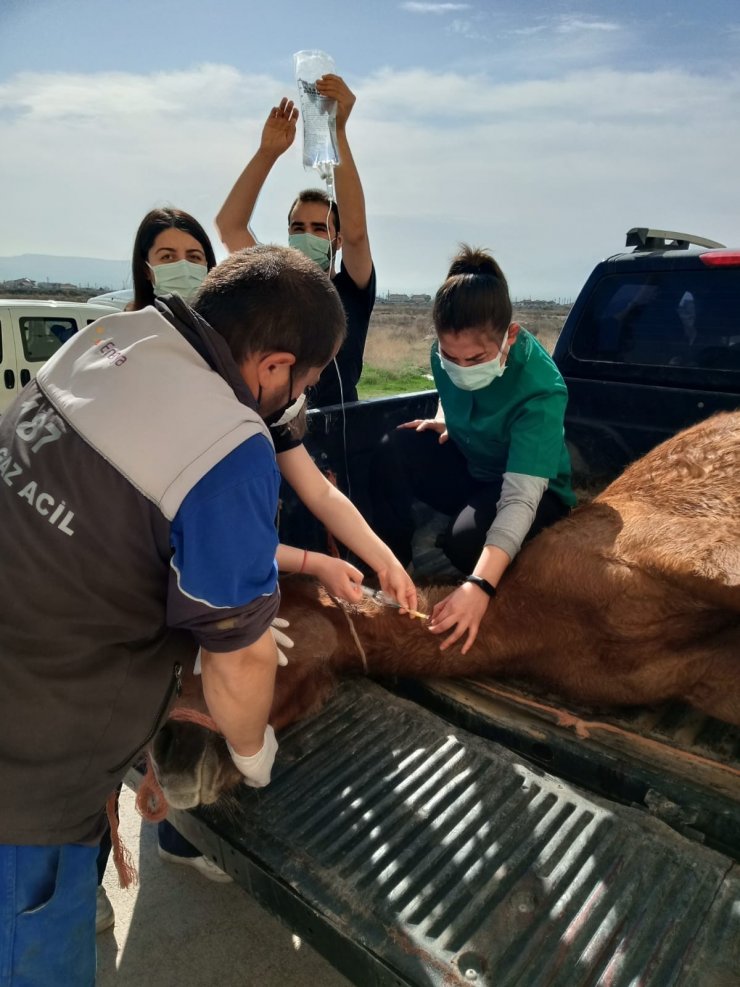 Otomobilin çarptığı yaralı atı hayvan sever çiftçinin dikkati kurtardı