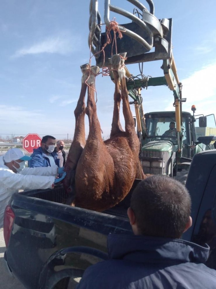 Otomobilin çarptığı yaralı atı hayvan sever çiftçinin dikkati kurtardı