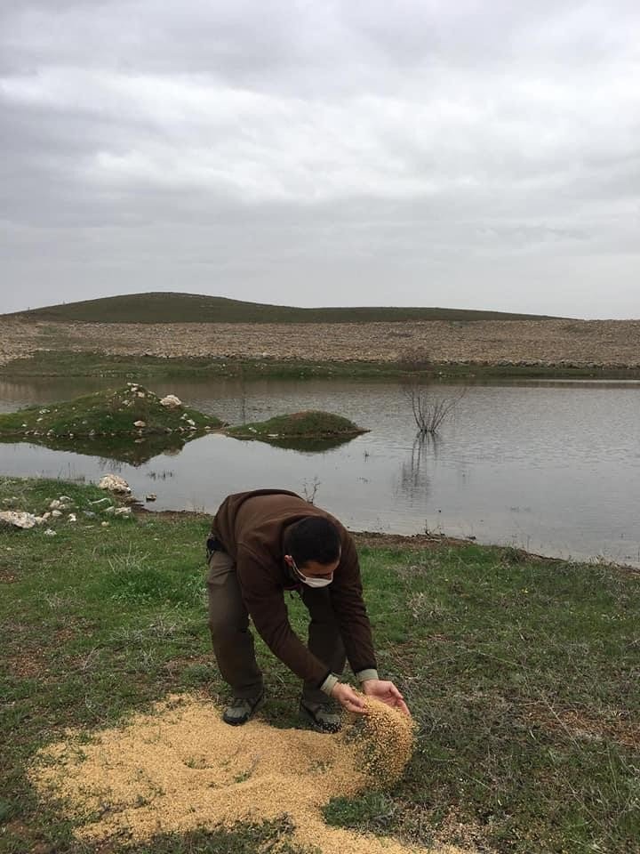 Göçmen kuşlar için yemleme çalışması yapıldı