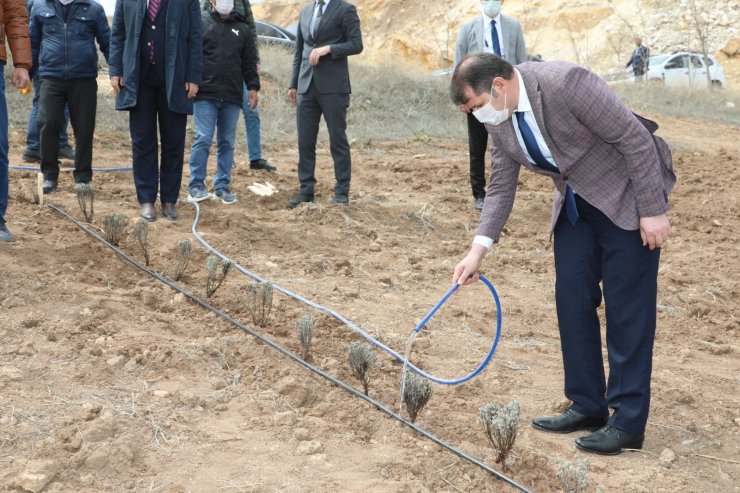 Sivas lavanta bahçesi olacak