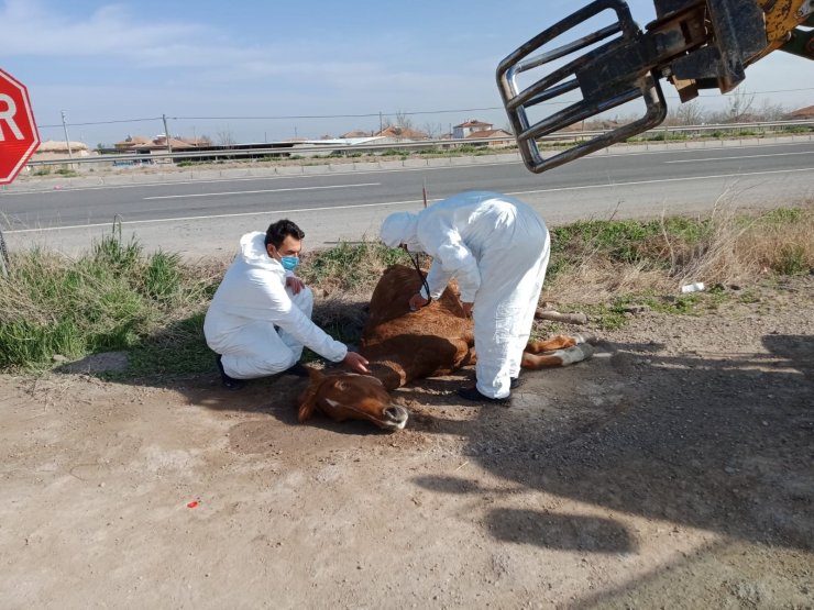 Otomobilin çarptığı yaralı atı hayvan sever çiftçinin dikkati kurtardı