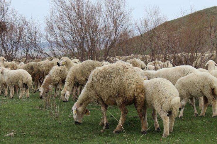 Besicilerden kırsal mahalle değerlendirmesi