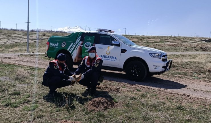 Jandarma tarafından bulunan kızıl şahin tedavi altına alındı