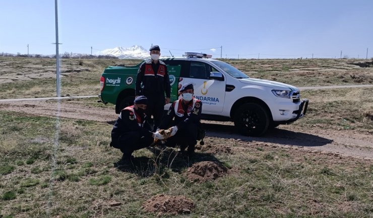 Jandarma tarafından bulunan kızıl şahin tedavi altına alındı