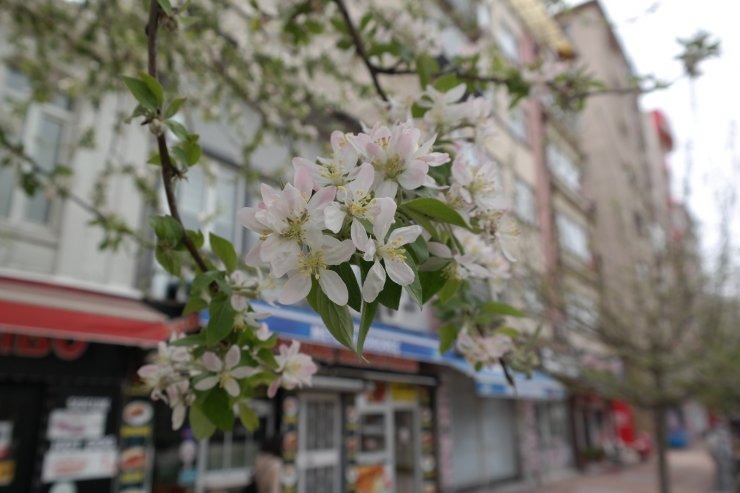 Eskişehir çiçek açtı