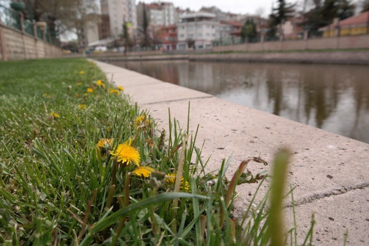 Eskişehir çiçek açtı