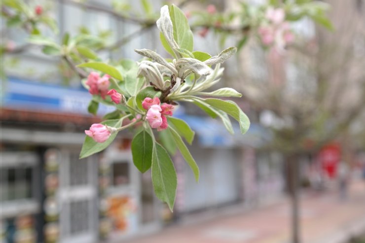 Eskişehir çiçek açtı