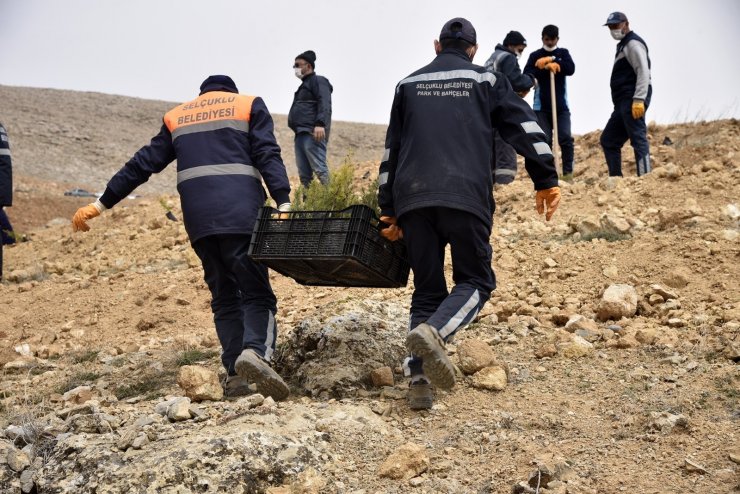 Selçuklu Belediyesi 5 bin fidanla yeşil dokuya katkı sağladı