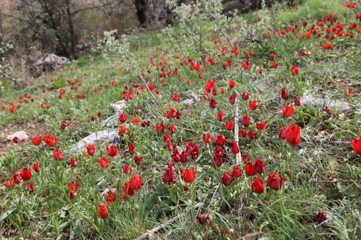 Toros dağlarının dağ laleleri görsel şölen sunuyor