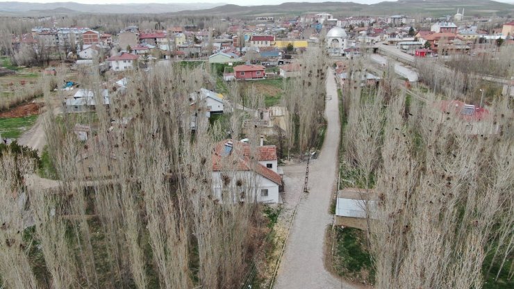 Kargalar mahallenin kabusu oldu