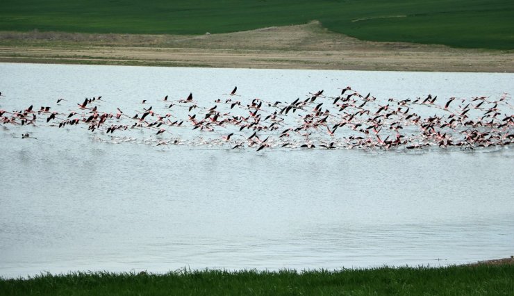 Yüzlerce flamingonun görsel şöleni havadan görüntülendi