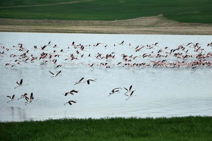 Yüzlerce flamingonun görsel şöleni havadan görüntülendi