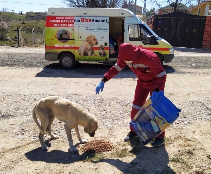 Başkentte sokak hayvanlarını besleme timi kuruldu