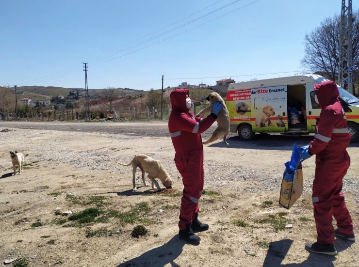 Başkentte sokak hayvanlarını besleme timi kuruldu